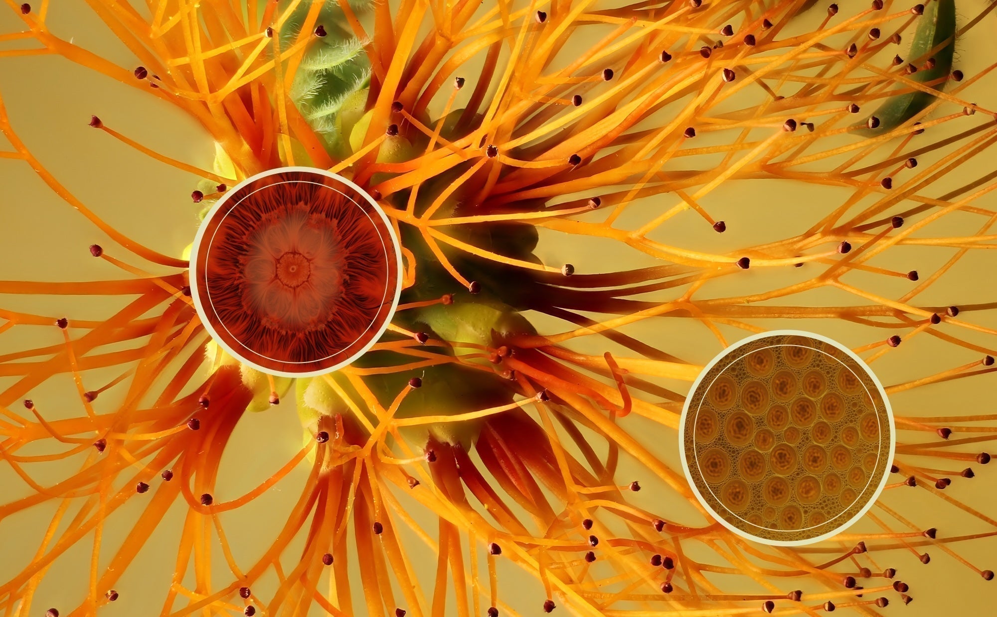 Bioavailability Explained