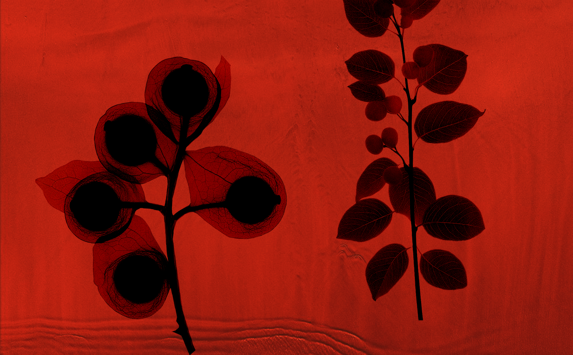 The survival science of Australian native plants: how the harshest environment on Earth created the most powerful plants