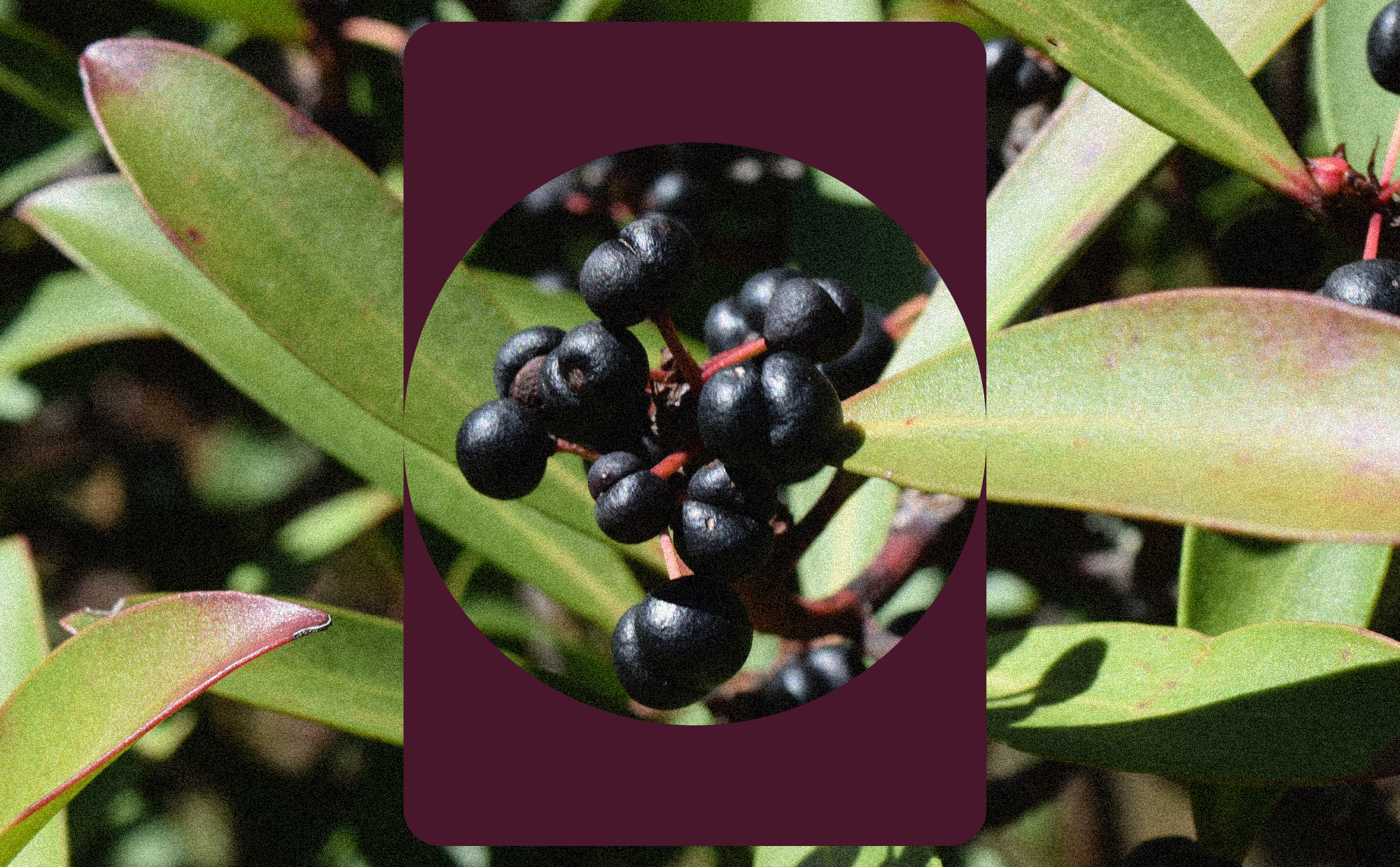 Why Native Australian Plants Are Good for Your Gut Health: Spotlight on Tasmanian Pepperberry and Riberry