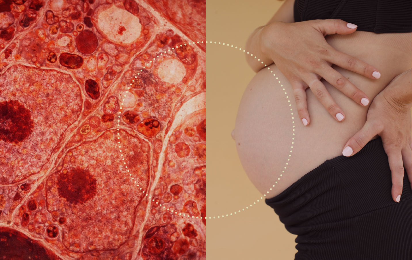 Choline in Pregnancy: Why This Nutrient Matters