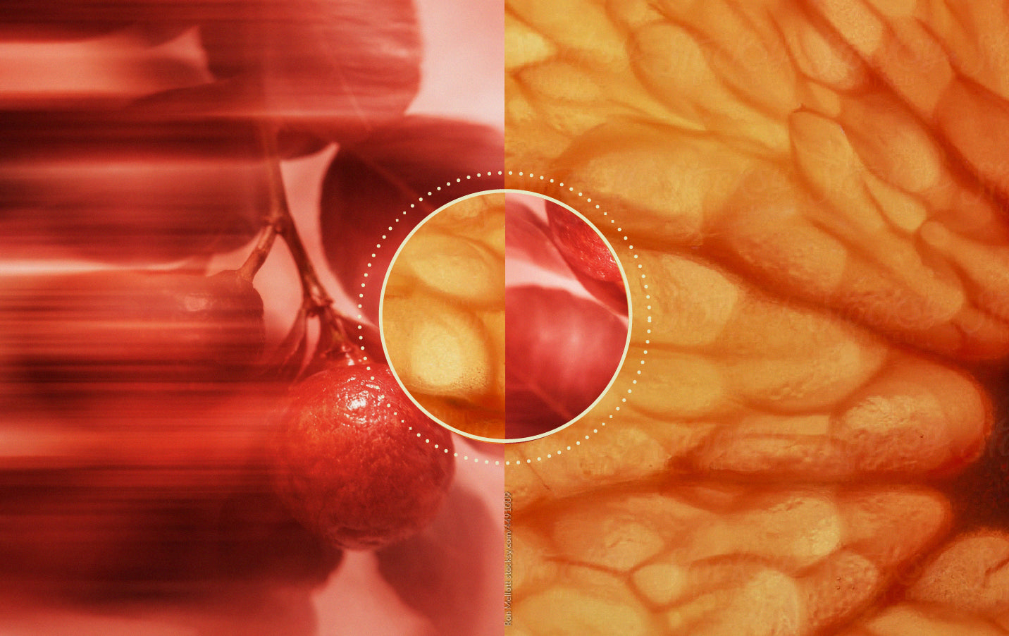 What is bioavailability (and why does it matter?)